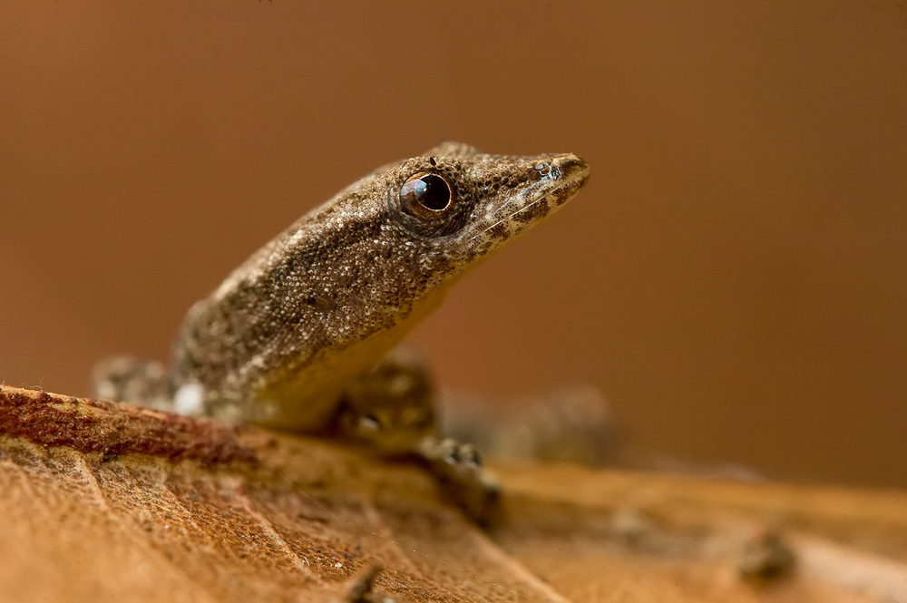 Kugelfingergecko (Sphaerodactylus millepunctatus)