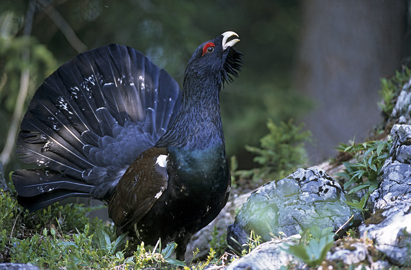 Balzender Auerhahn (Tetrao urogallus) / Capercaillie