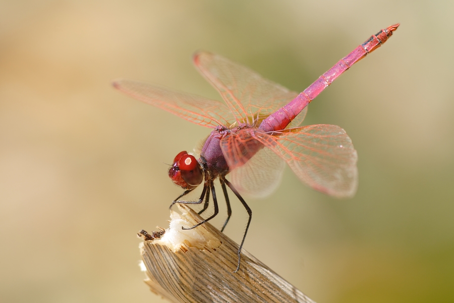 Trithemis annulata