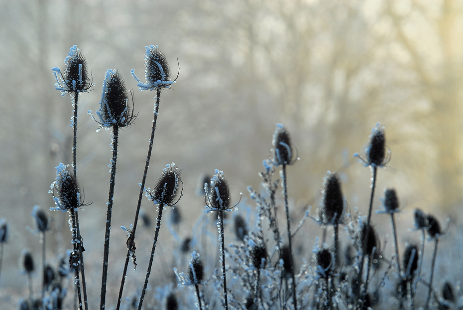 Grazien im Schnee