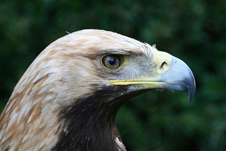 Des Kaisers Adler