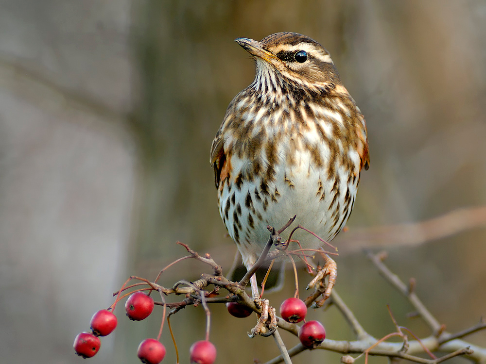 Wacholderdrossel (Turdus pilaris)