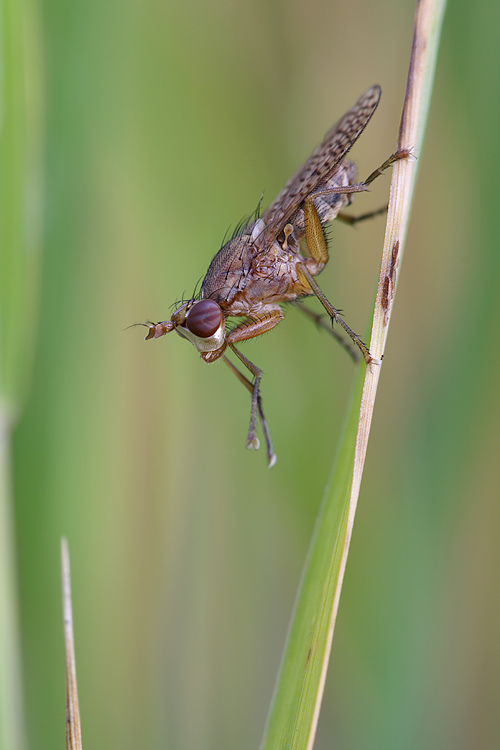 Pherbina coryleti