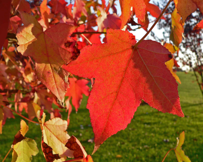 Herbstblatt