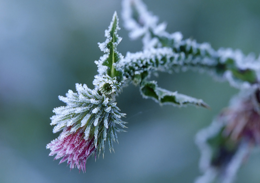 Frostdistelblüte