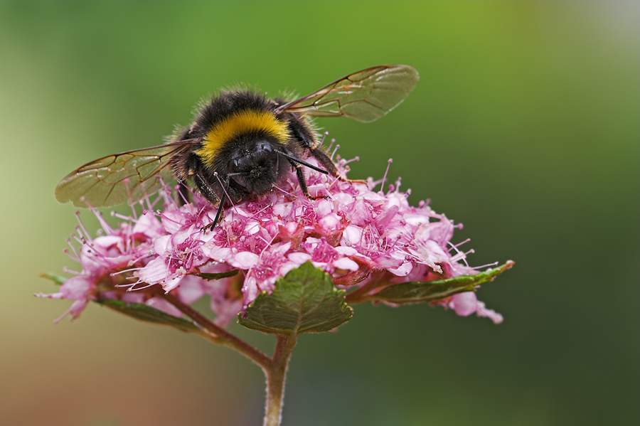 Sommermärchen Hummel …