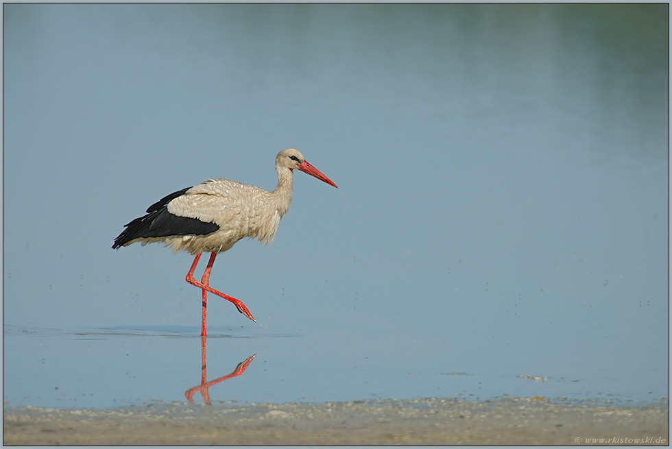 im flachen Wasser... Weißstorch *Ciconia ciconia*