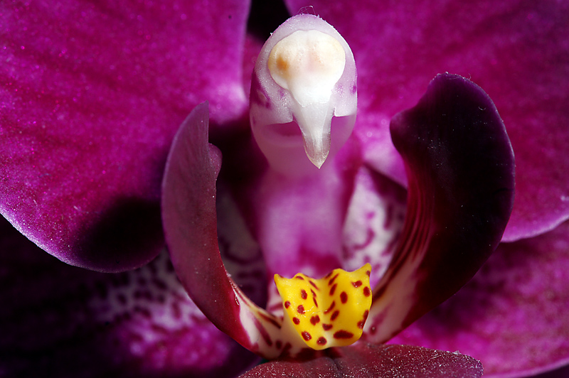 Orchid