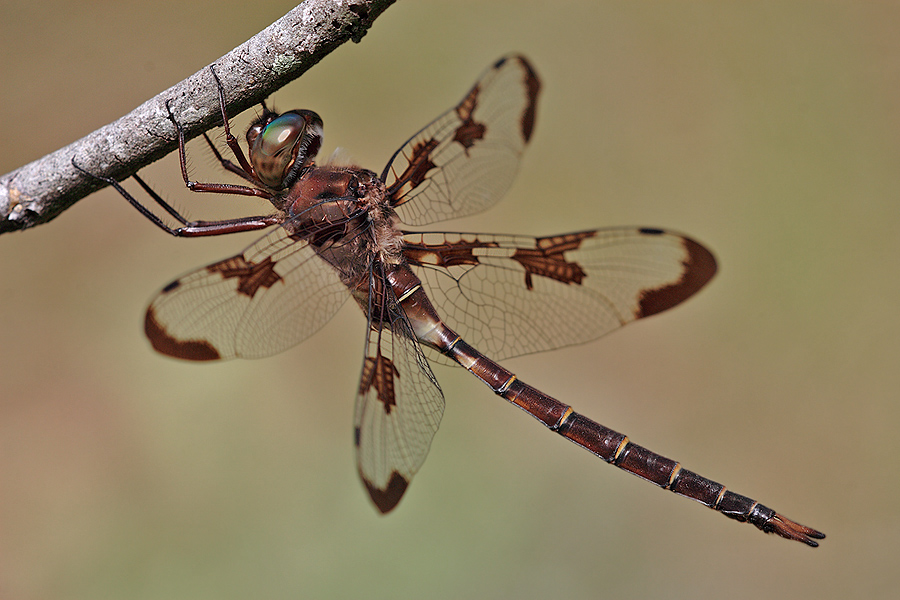 Insektenadel