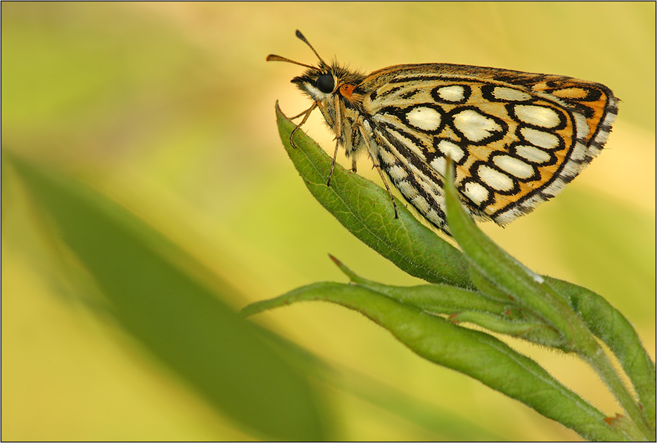 Finsterling(Heteropterus morpheus)