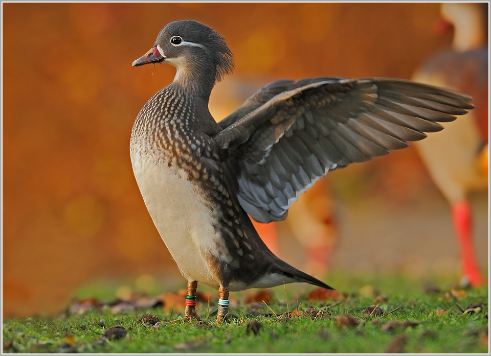 Mandarinentenweibchen