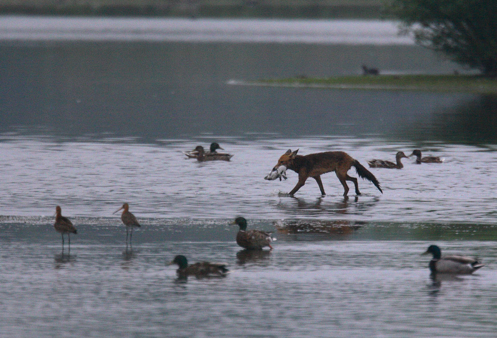 Fuchs mit Jagderfolg