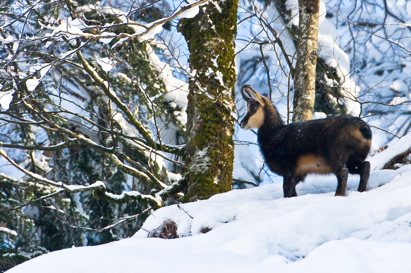 2-jähriger Gamsbock im Schnee