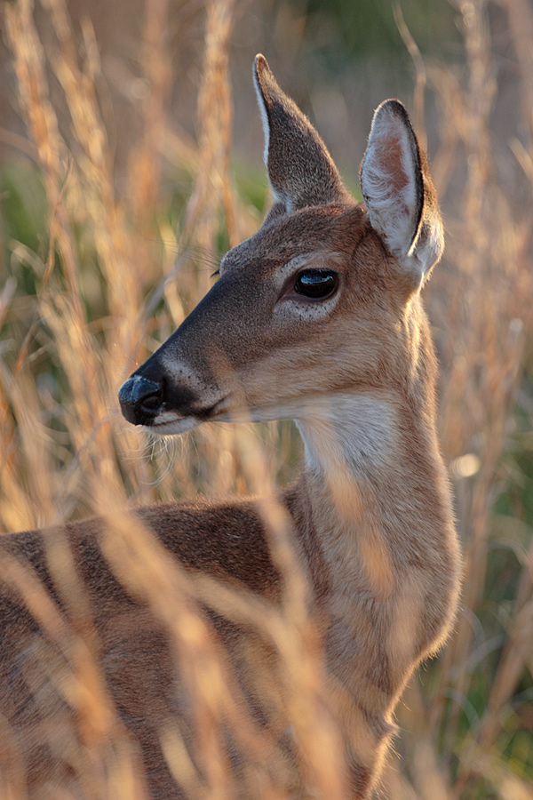 Bambi