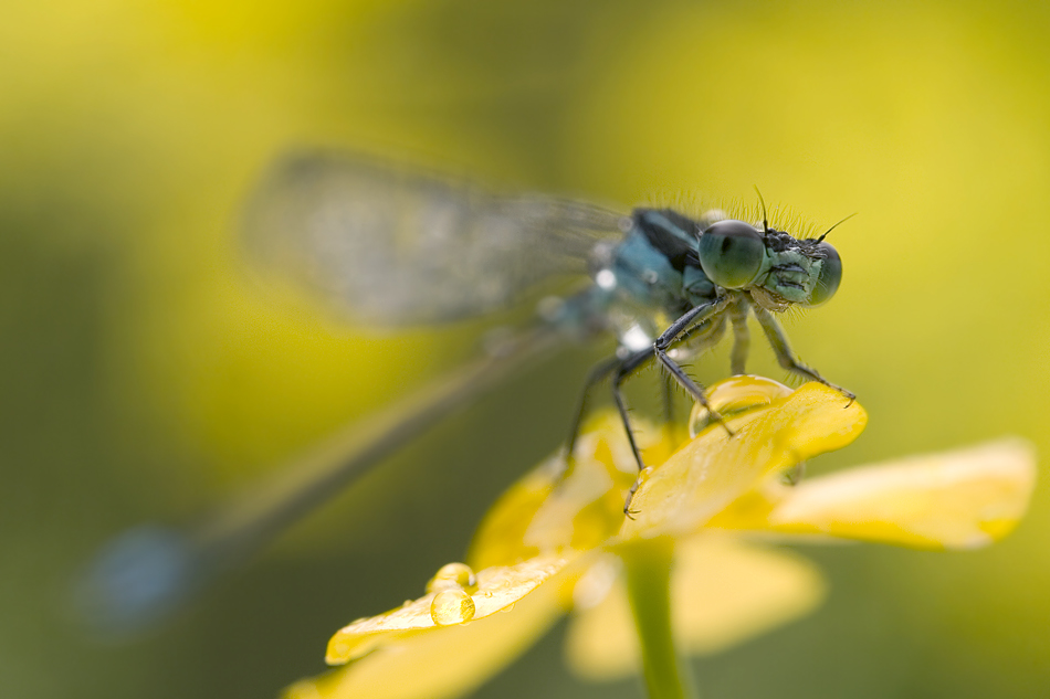 Libelle in Gelb