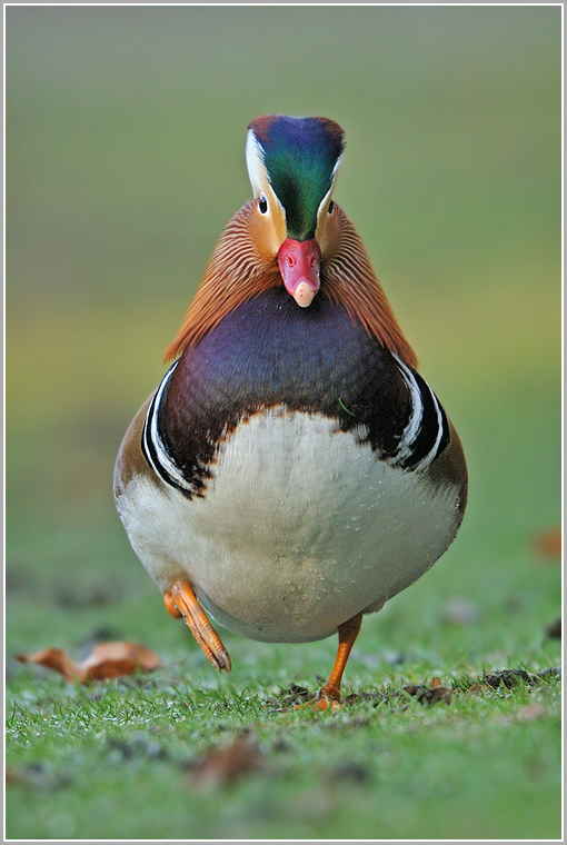 Mandarinente