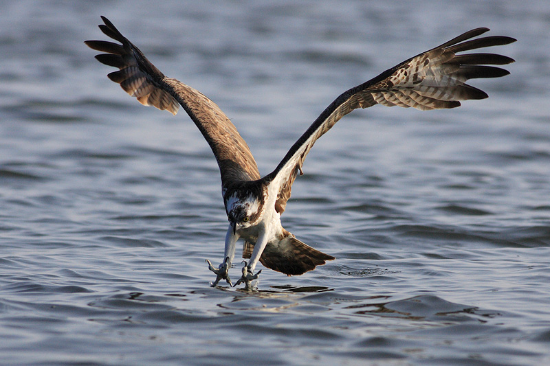 Griff nach dem Fisch