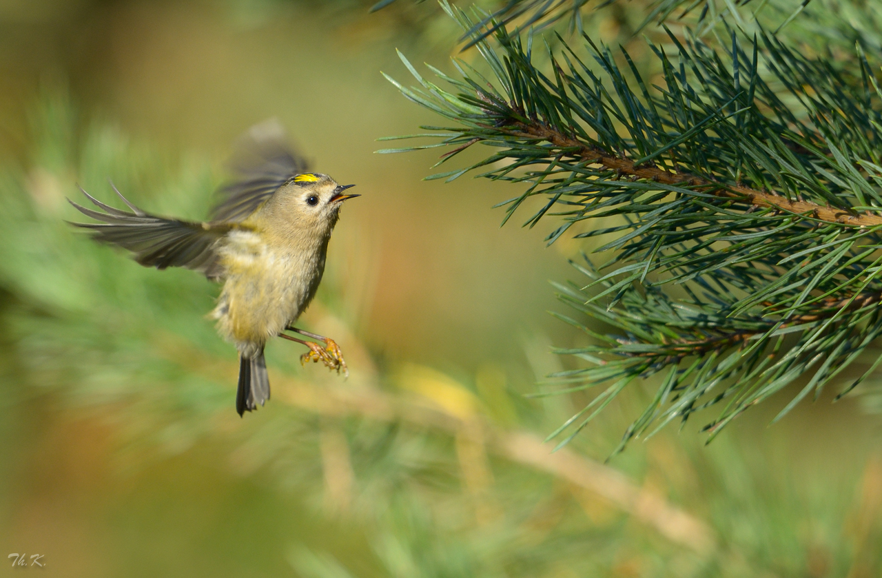 Schnellflieger