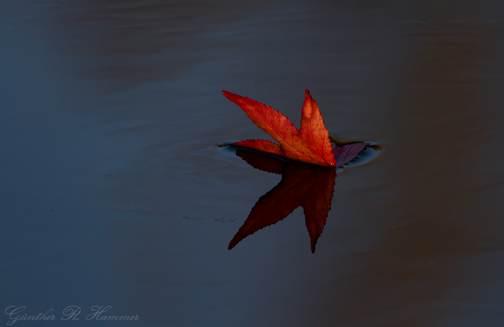 Da fiel der Herbst ins Wasser