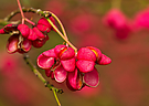 Farbe des Herbstes...