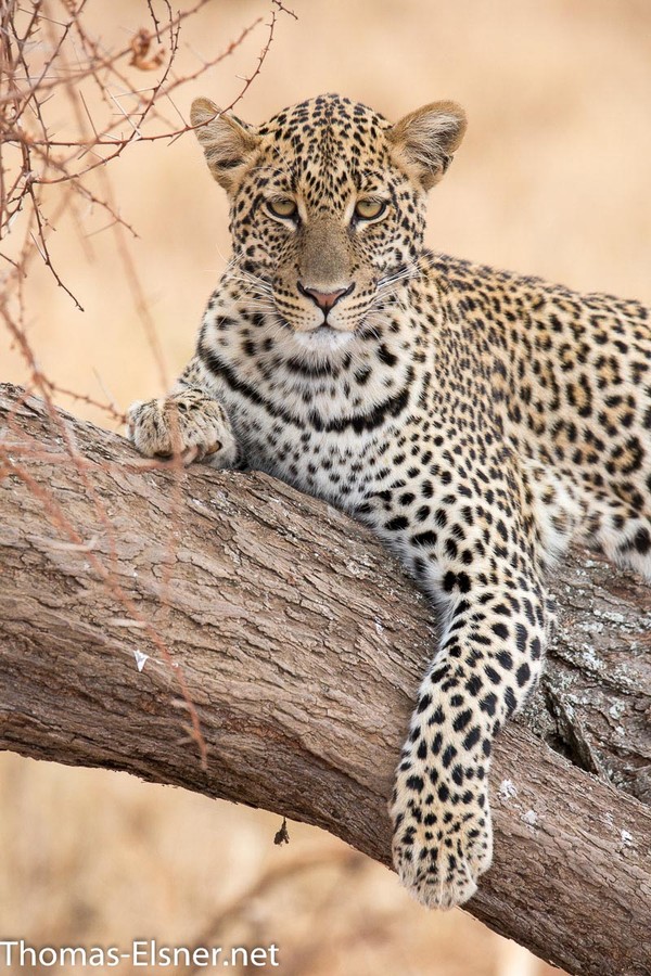 Leopard auf Baum