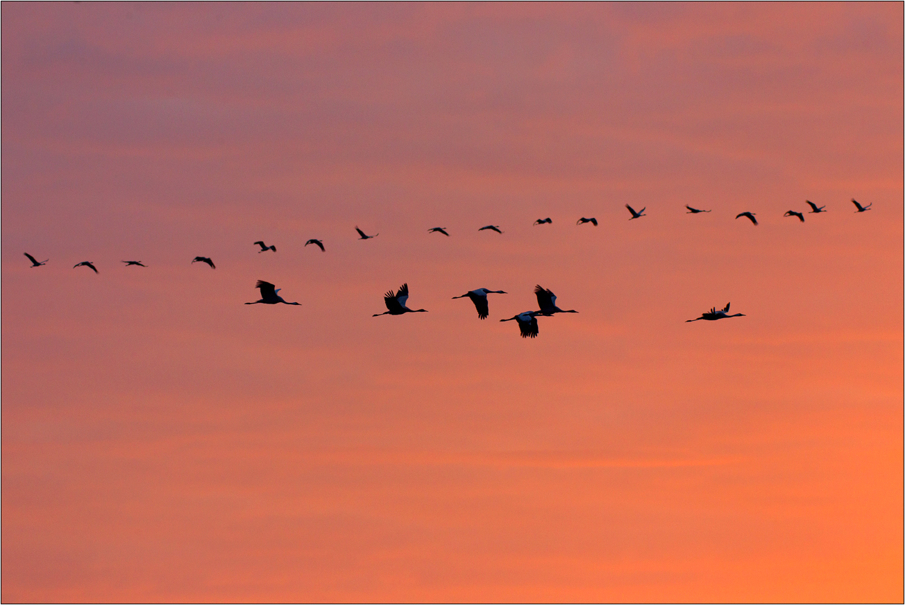 Morgenflug