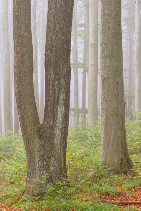 tief im Wald