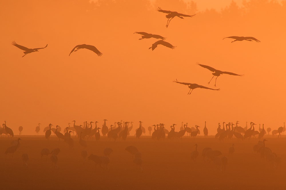 der Nebel