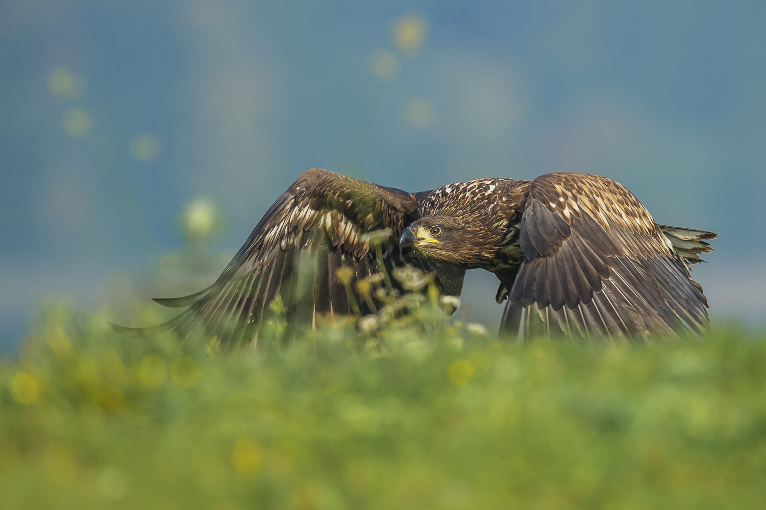 Juveniler Seeadler im Tiefflug