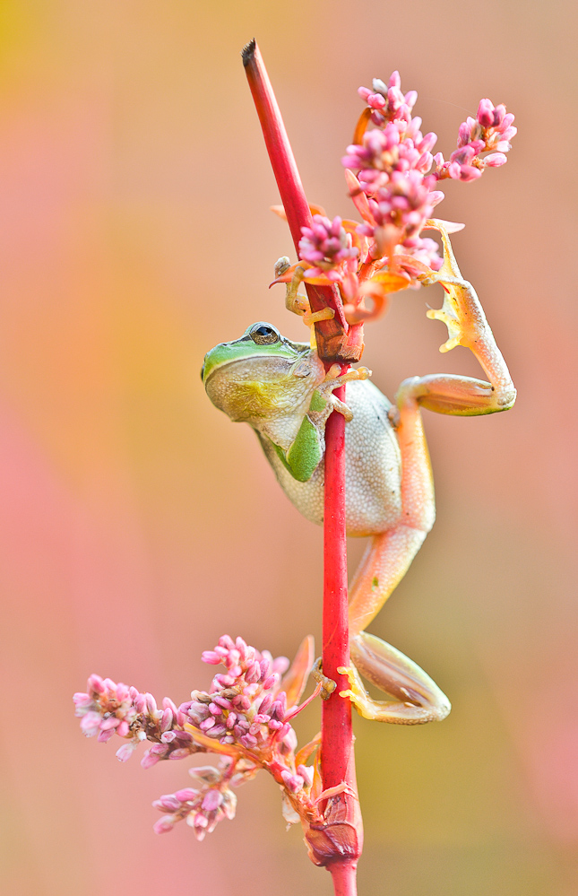 Streching