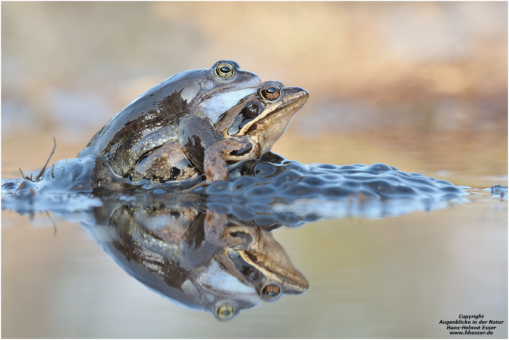 Moorfrosch (Rana arvalis)