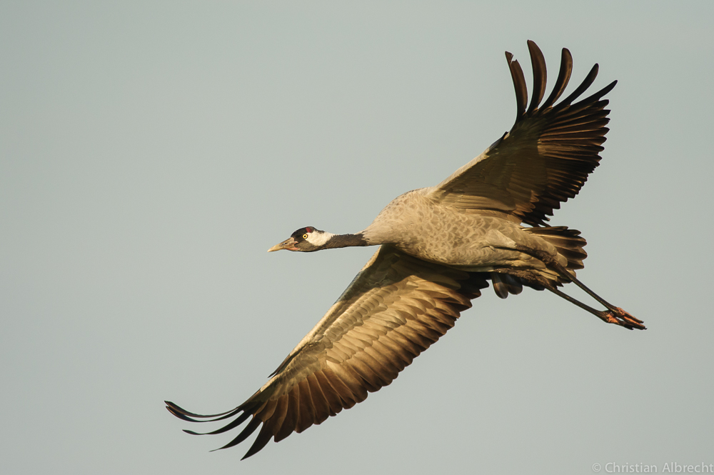 Kranich im Anflug