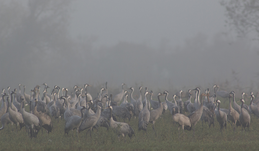 der Nebel