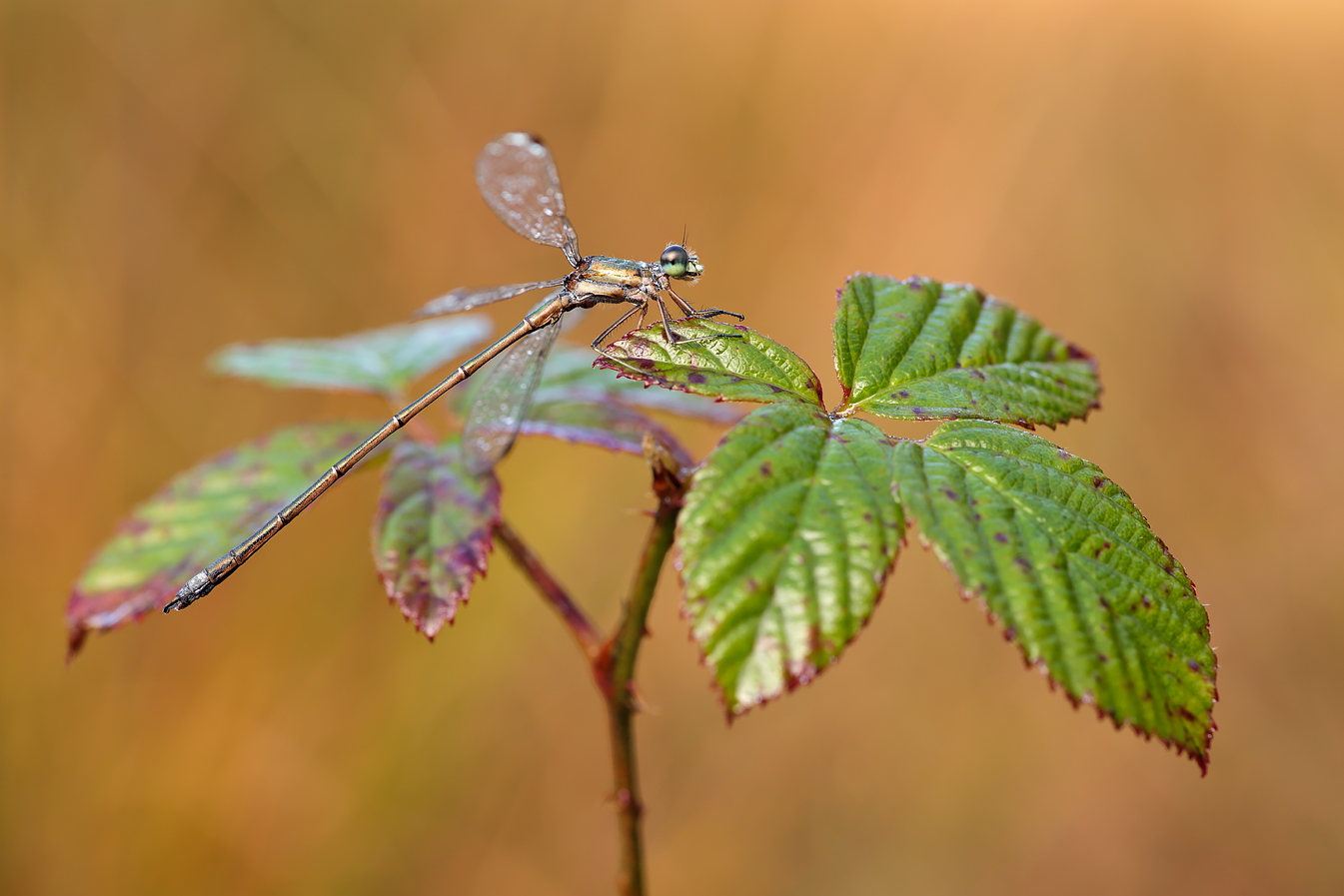 Kleine Binsenjungfer