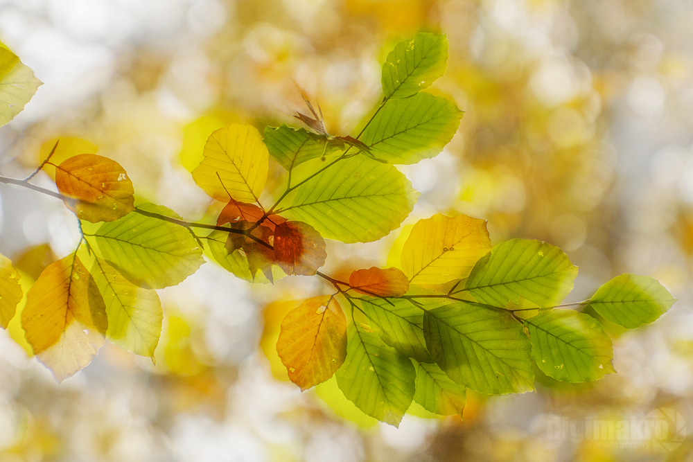 Herbstfarben