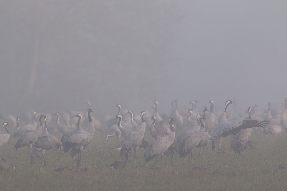 Der Nebel