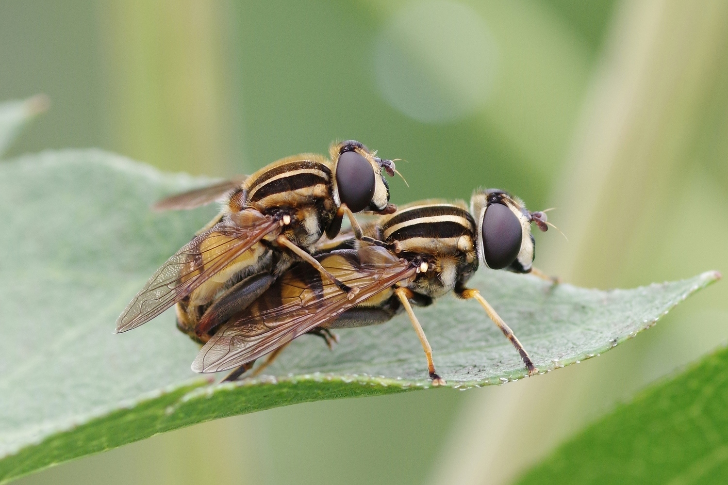 Gemeine Sumpfschwebfliegen - Paarung