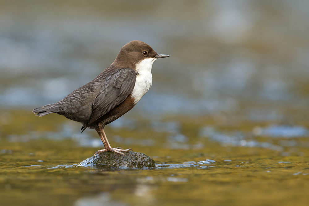 Wasseramsel