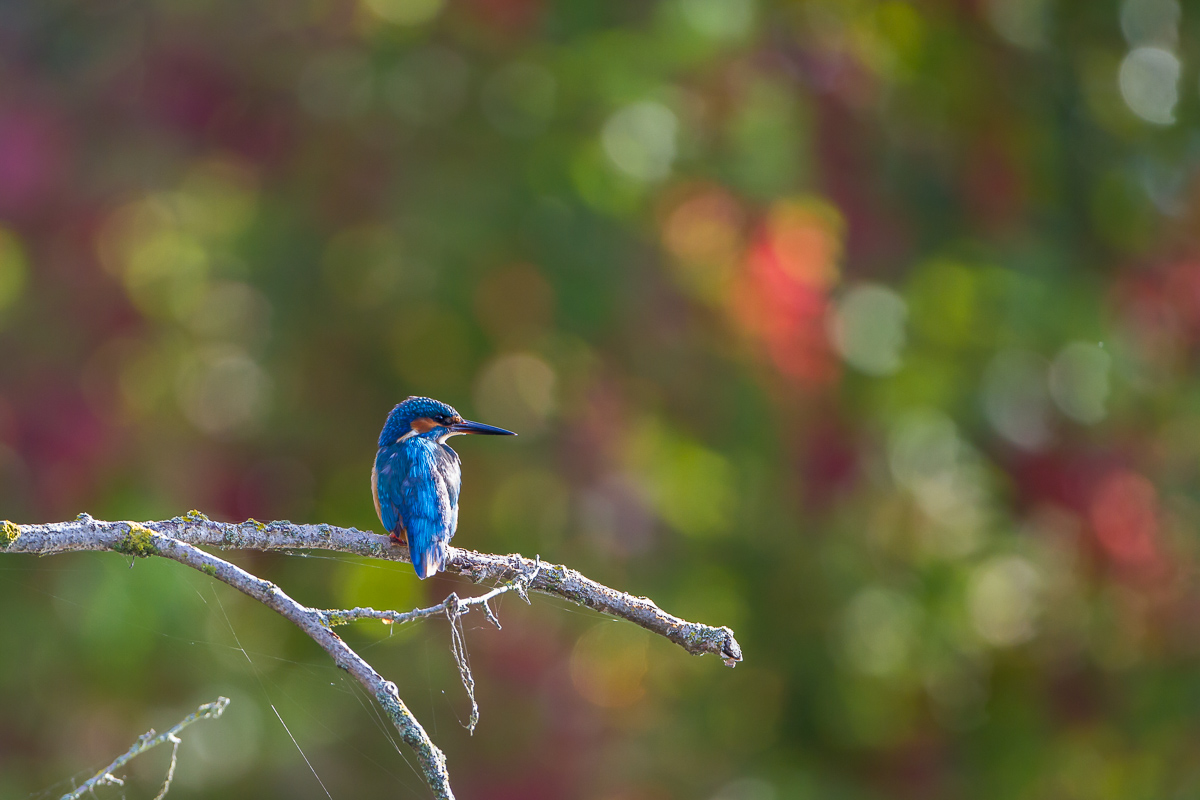 Eisvogel im Herbst