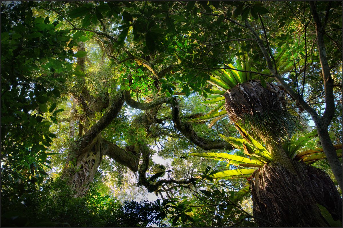 Regenwald (Forum für Naturfotografen)