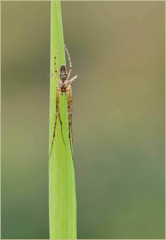 *Männchen der Herbstspinne*