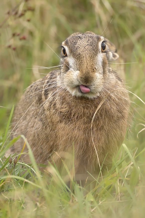 "...Herbst- Hase..."