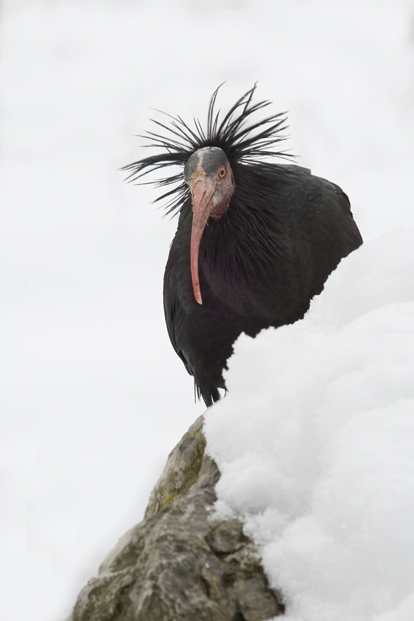 für Waldrapp Fanclub