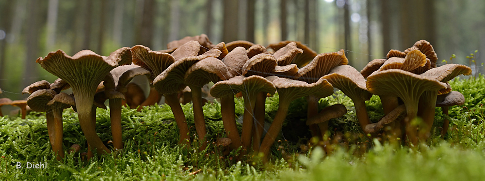 neulich im Pilzwald