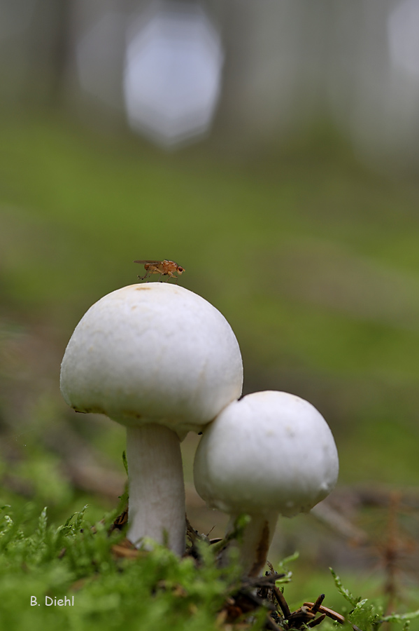 neulich im Pilzwald 1