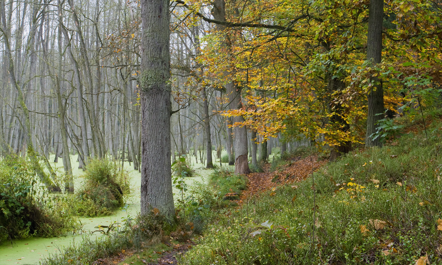 Herbst im Briesetal in Brandenburg