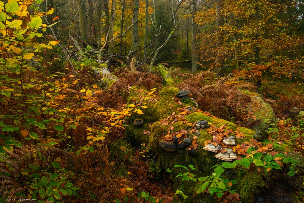 -Herbstwald-