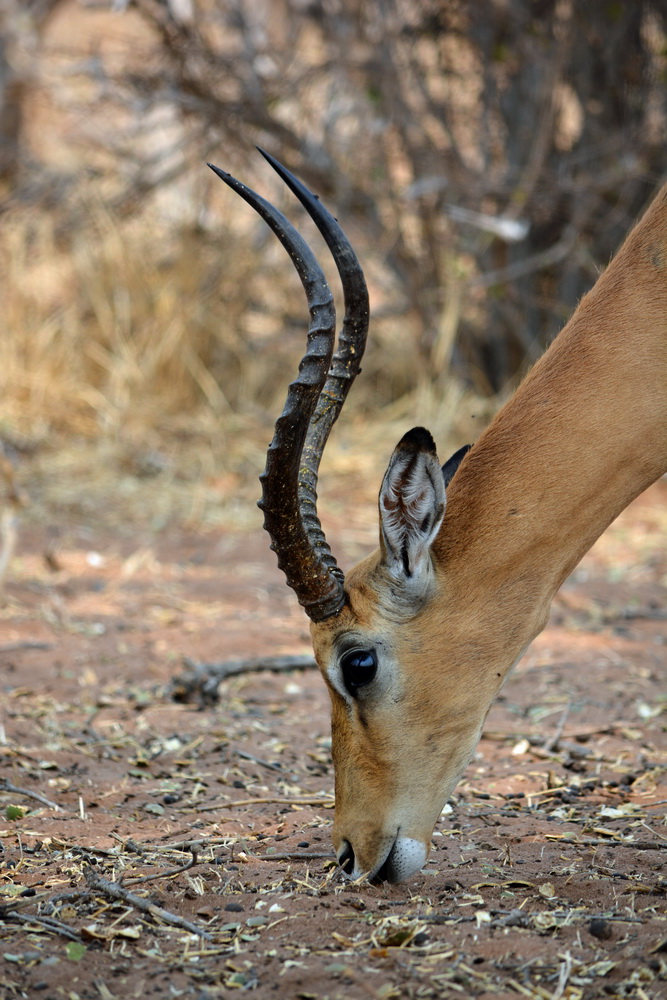 Schwarzfersenantilope