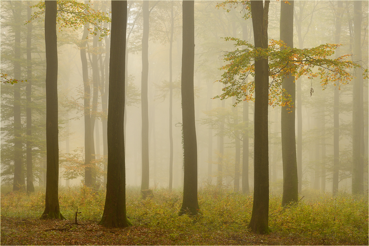 Buchennebelwald