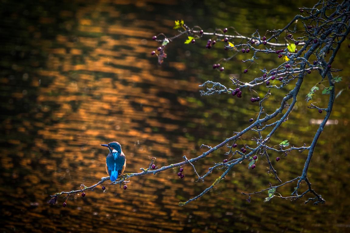 Eisvogel im Herbstfarbenrausch